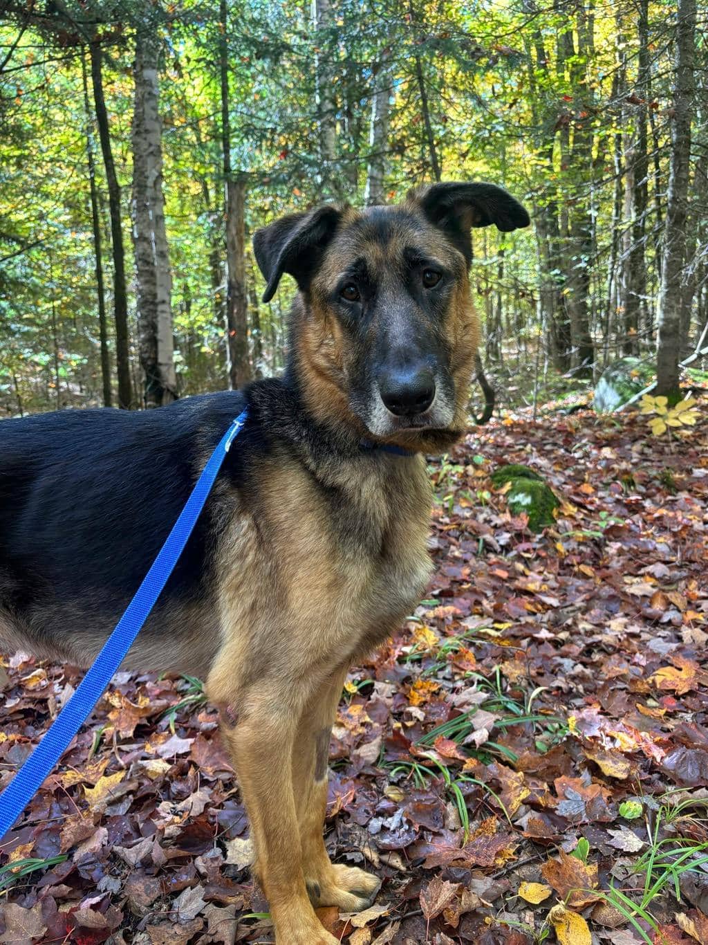 Gimpy - German Shepherd available for adoption