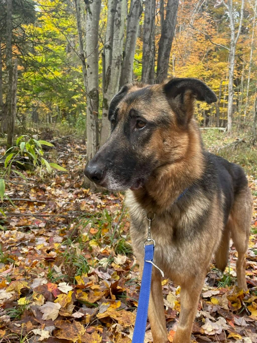Gimpy - German Shepherd available for adoption