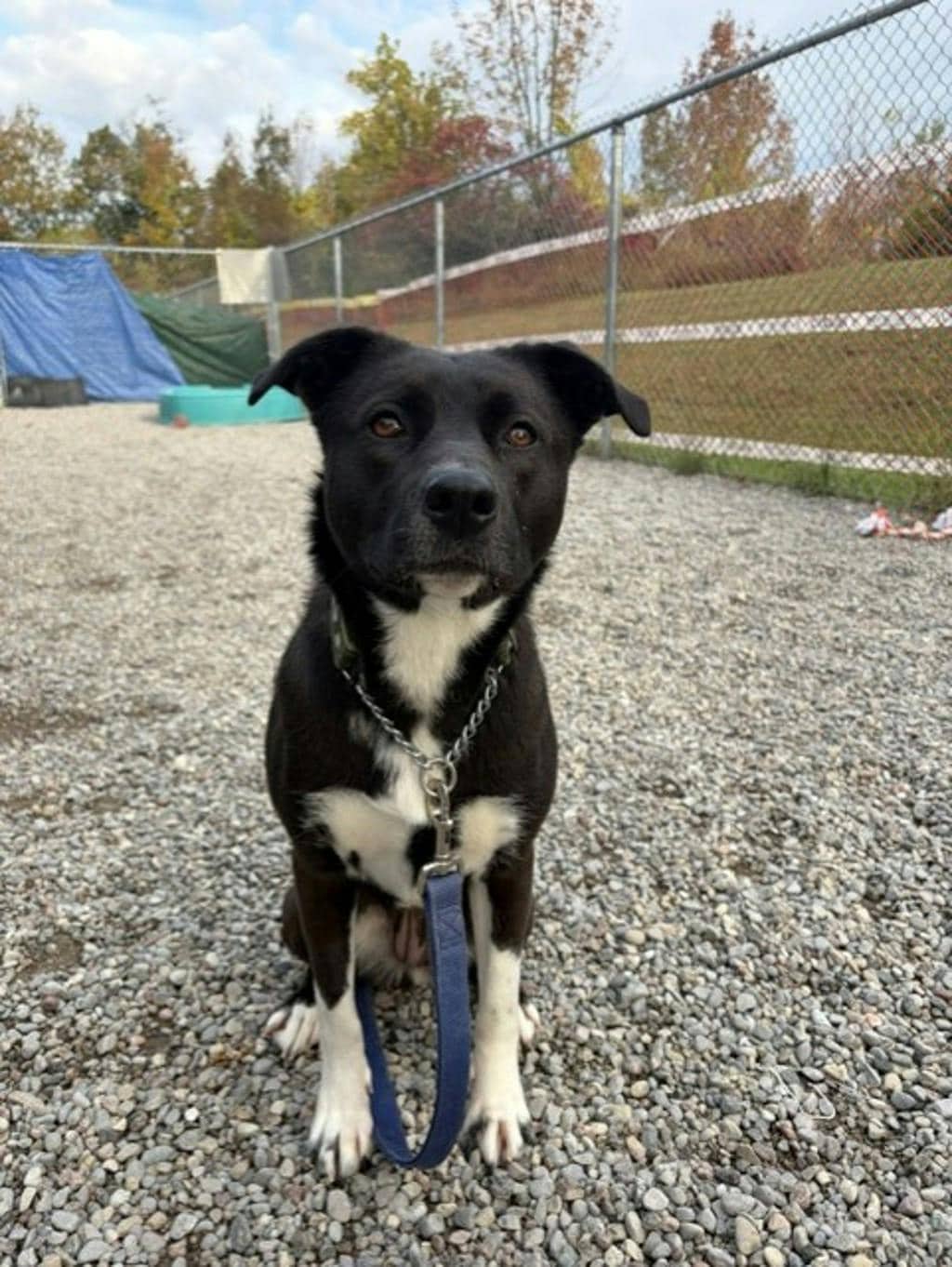 Oreo - Border Collie available for adoption at Ontario SPCA (Central Ontario) in Midland