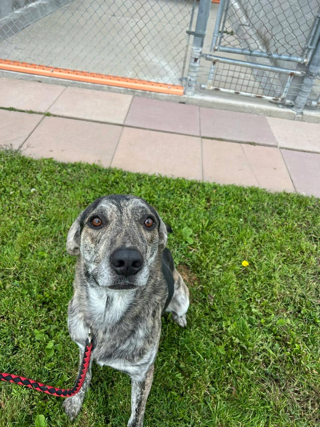 Rodrick - Hound available for adoption at Ontario SPCA (Toronto Area) in Stouffville