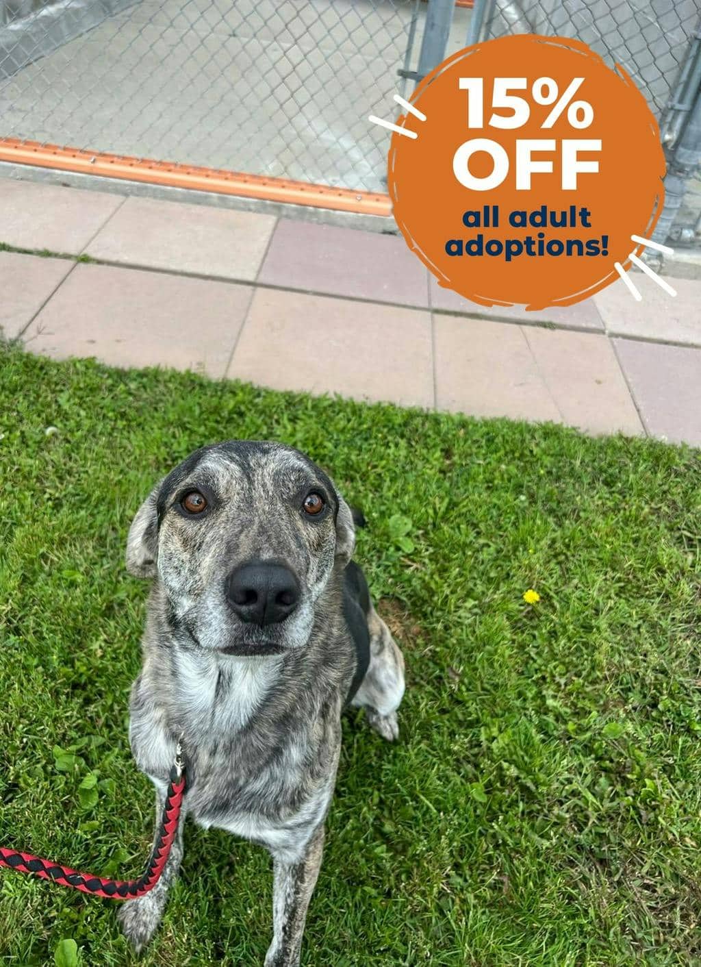 Rodrick (seneca) - Hound available for adoption