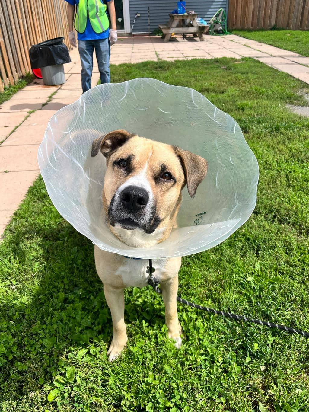 Bruiser - Shepherd available for adoption at Ontario SPCA (Toronto Area) in Stouffville
