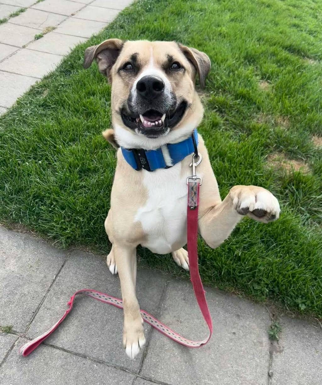 Bruiser - Shepherd available for adoption