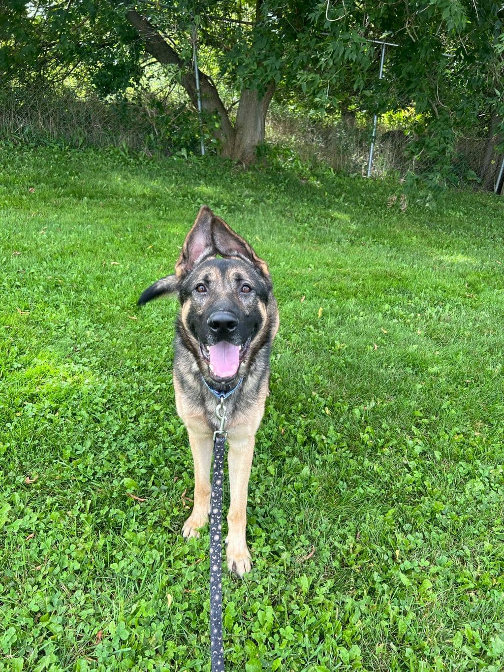 Allan - Shepherd available for adoption