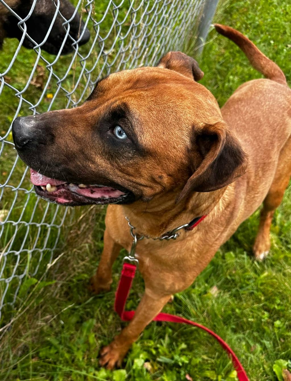 Helmut - Hound available for adoption at Ontario SPCA (Toronto Area) in Stouffville