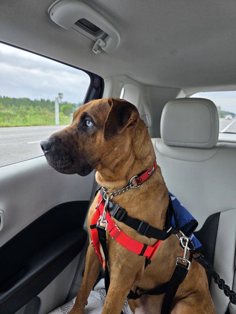 Helmut - Hound available for adoption