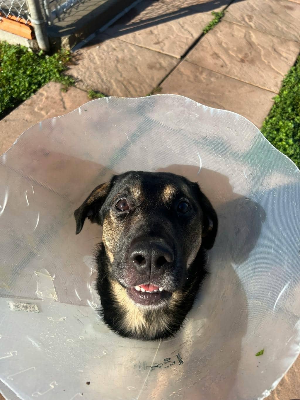 Jeremy - Shepherd available for adoption at Ontario SPCA (Toronto Area) in Stouffville