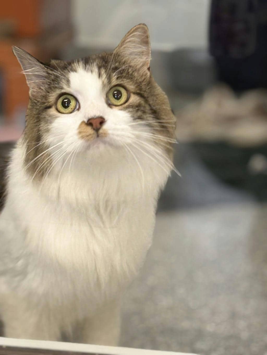Ruby - Domestic Medium Hair available for adoption