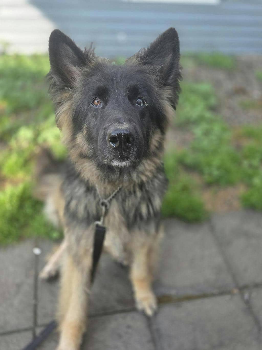 Gunner (delayed Adoption) - German Shepherd available for adoption