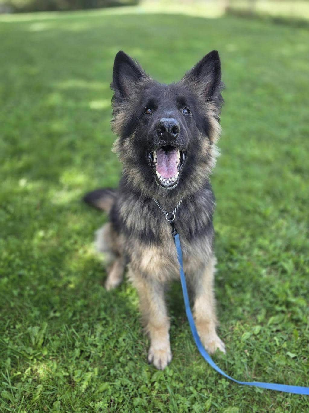 Gunner (delayed Adoption) - German Shepherd available for adoption