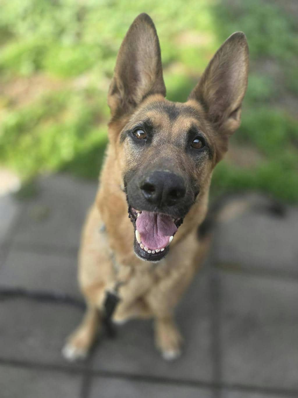 Harley - German Shepherd available for adoption
