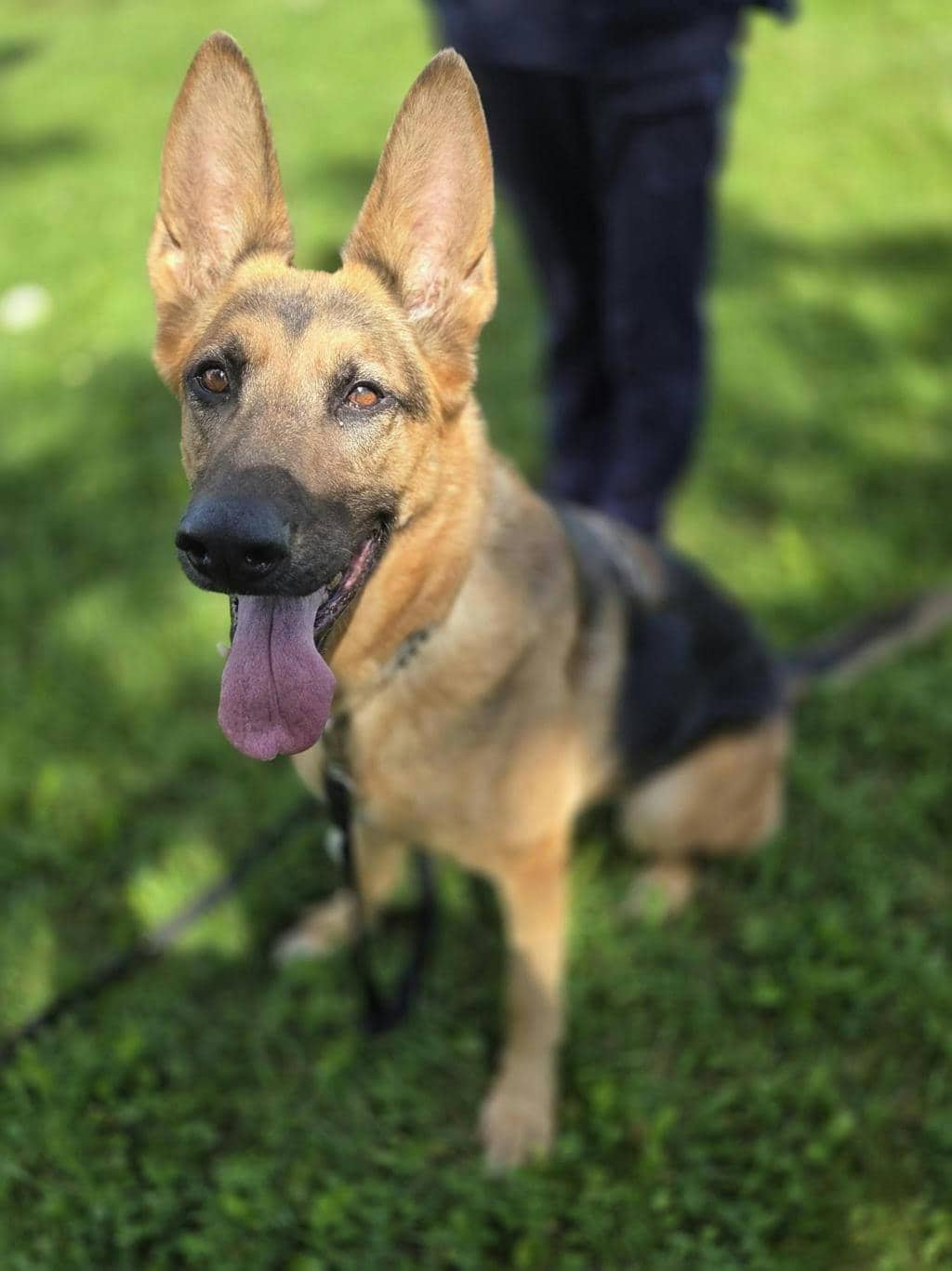 Harley - German Shepherd available for adoption