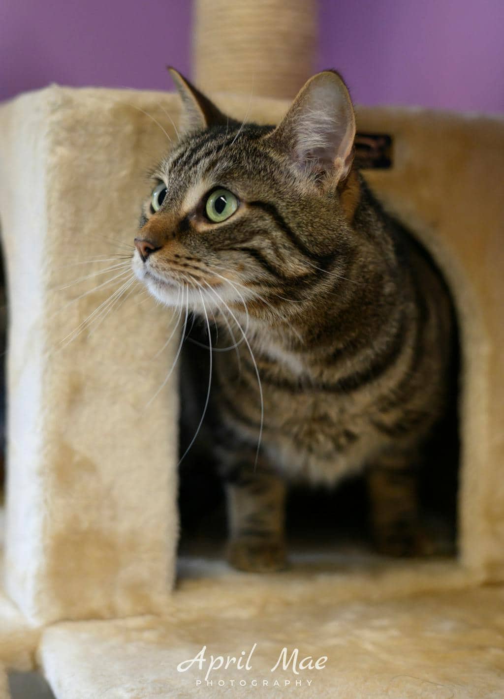 Leo - Domestic Short Hair available for adoption