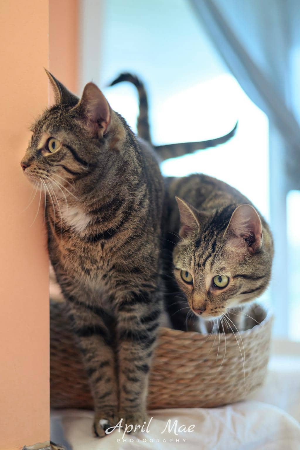 Eve - Domestic Short Hair available for adoption