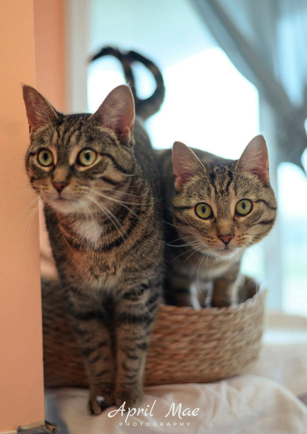 Nat - Domestic Short Hair available for adoption