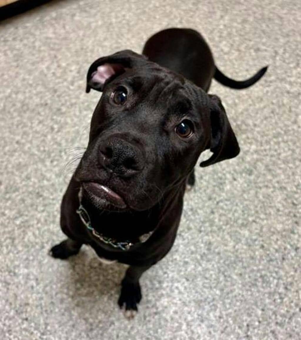 Paul Mccartney - Labrador Retriever available for adoption