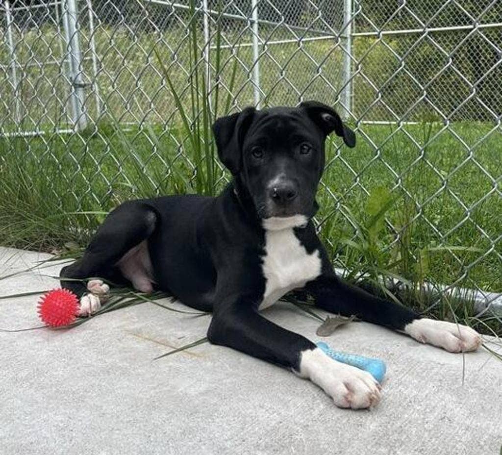 John Lennon - Labrador Retriever available for adoption