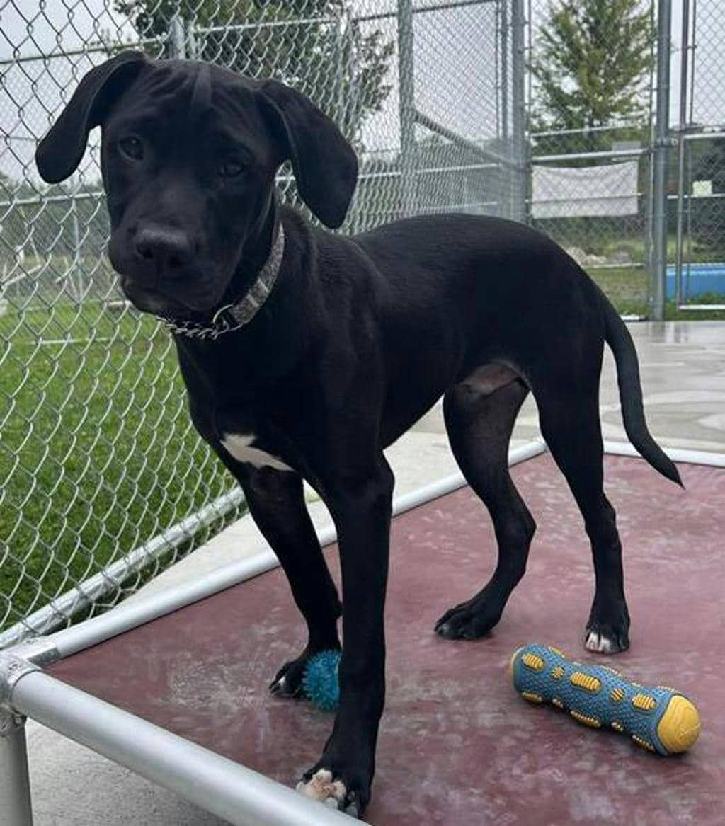 George Harrison - Labrador Retriever available for adoption at Ontario SPCA (Central Ontario) in Bracebridge