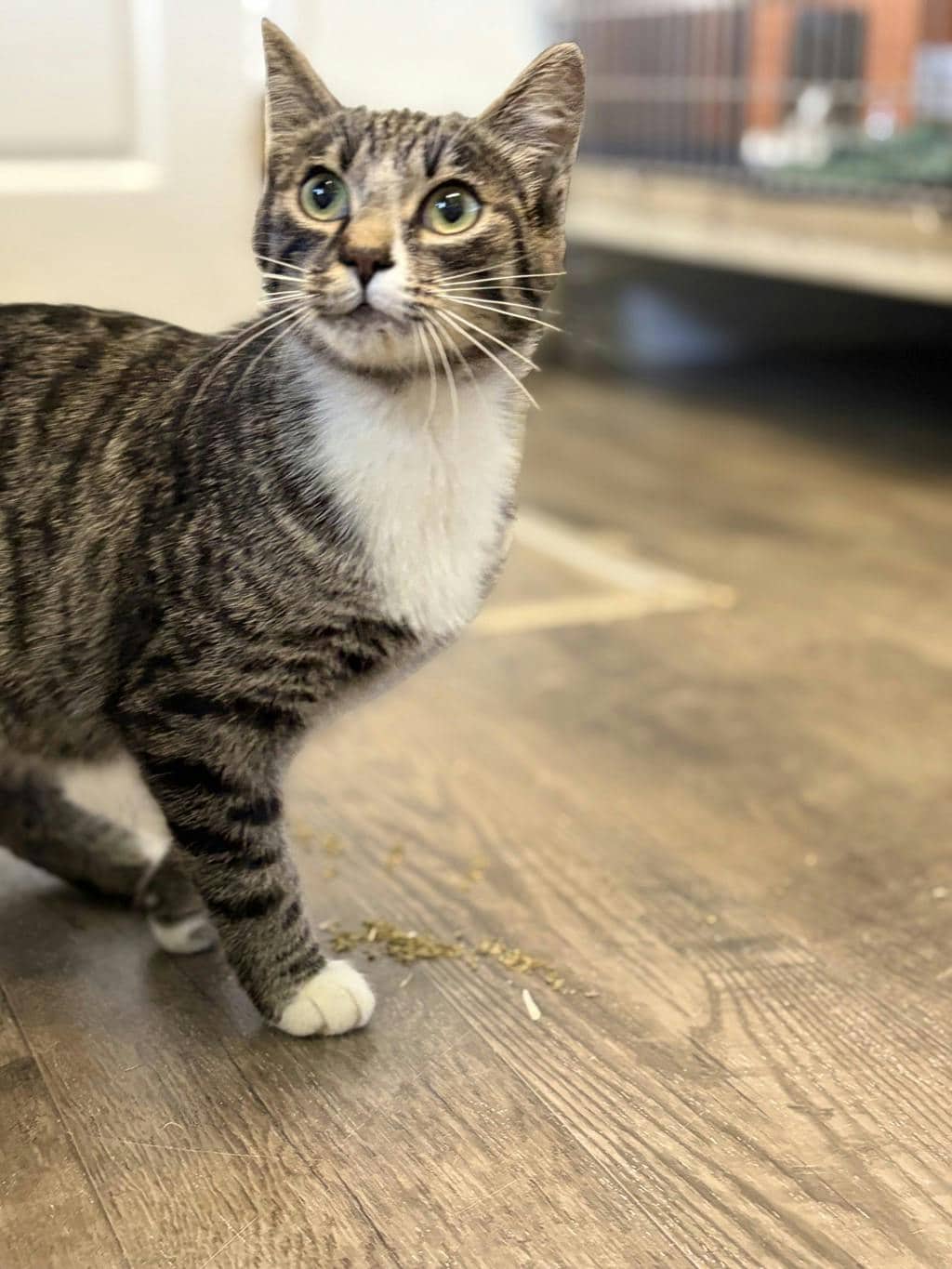 Dolly - Domestic Short Hair available for adoption