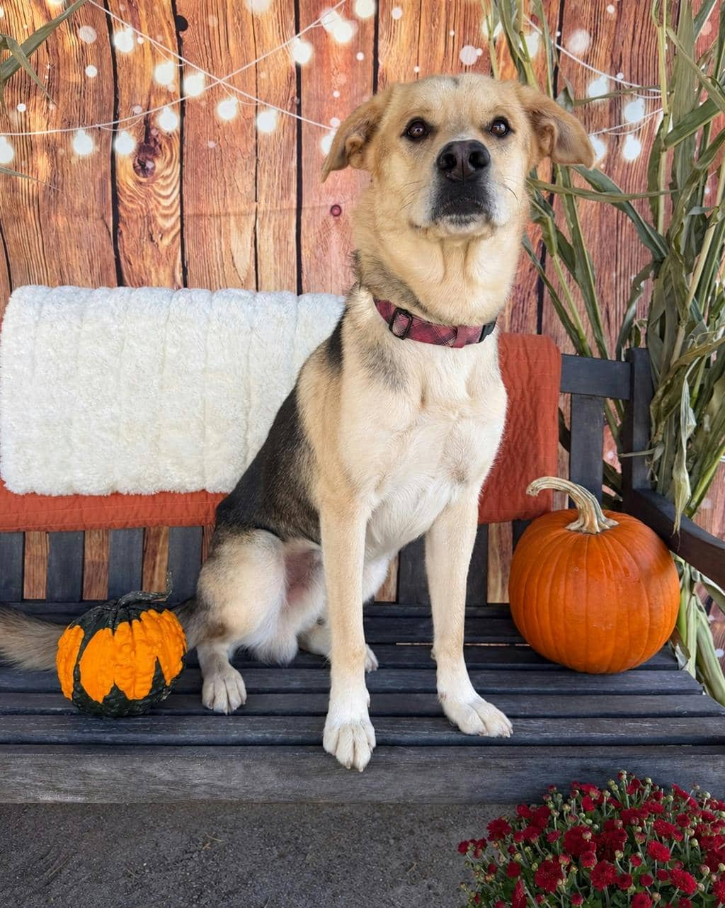 Poseidon - Labrador Retriever available for adoption at Ontario SPCA (Central Ontario) in Midland
