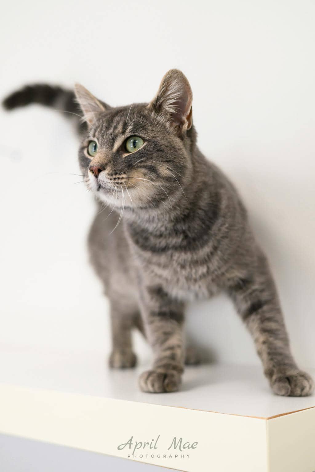 Puddles - Domestic Short Hair available for adoption