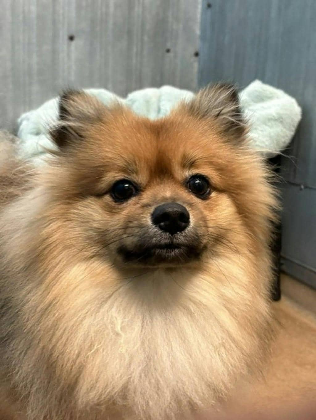 Eddy - Pomeranian available for adoption at Ontario SPCA (Ottawa Area) in Ottawa