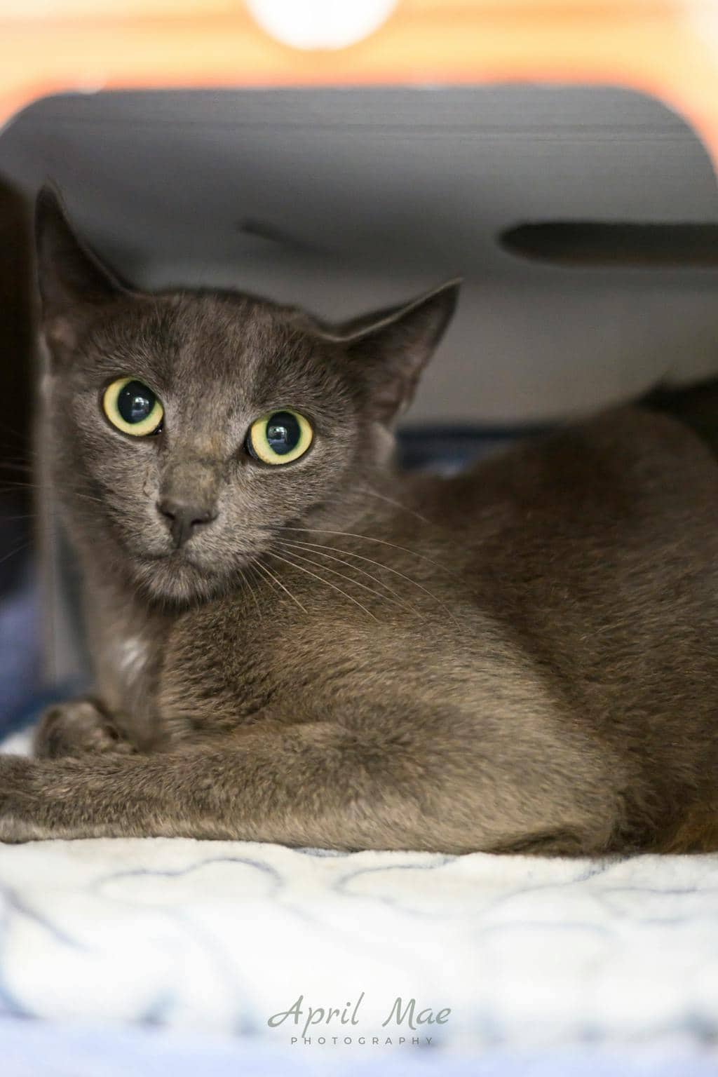 Smokey - Domestic Short Hair cat available for adoption at Ontario SPCA (Central Ontario) in Orangeville