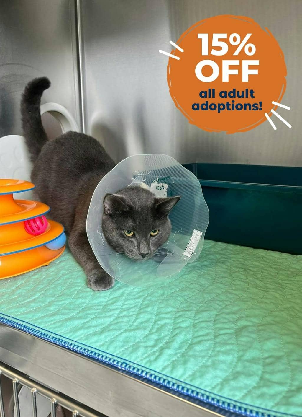 Parker (seneca) - Domestic Short Hair available for adoption
