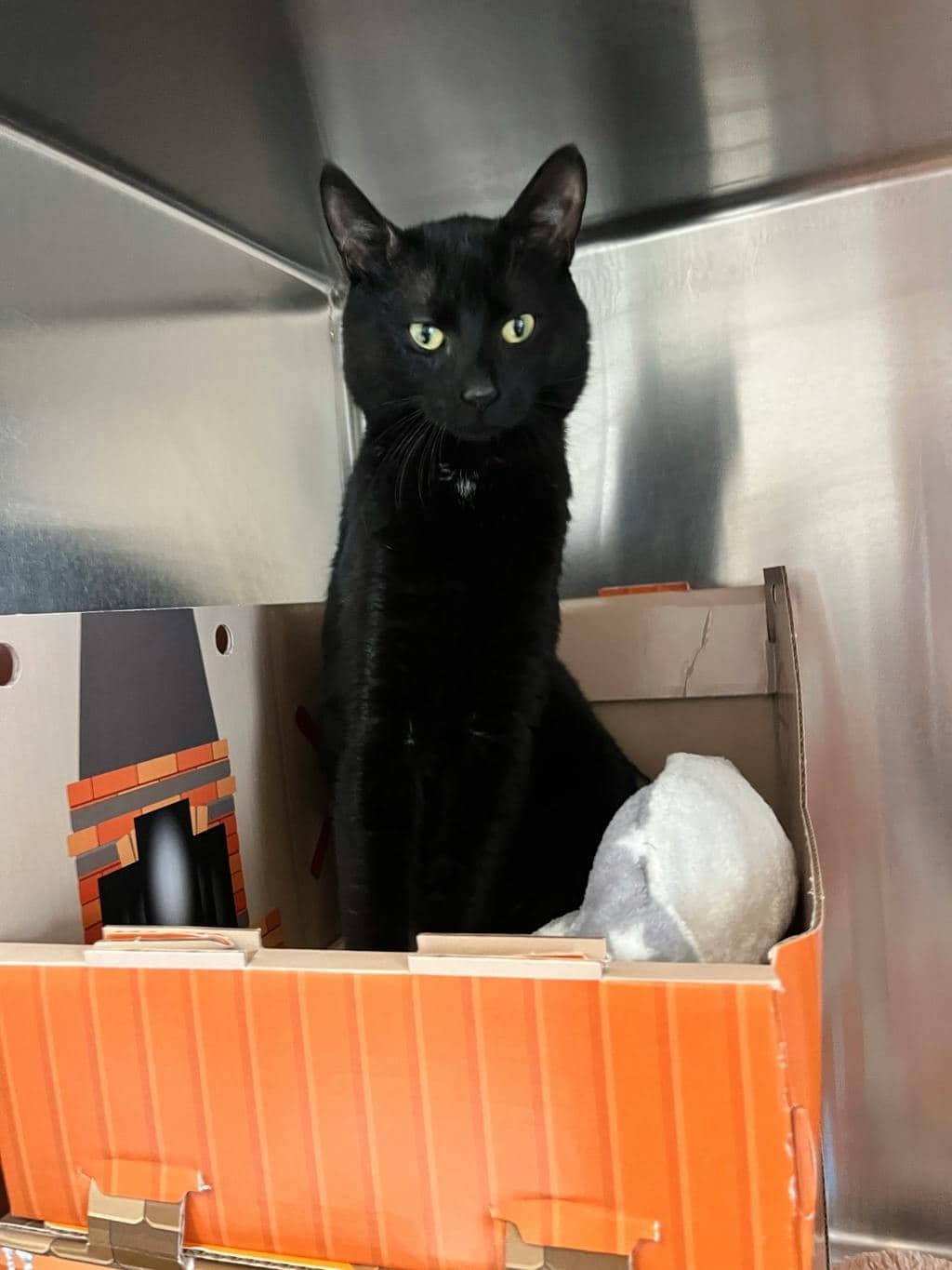 Binx - Domestic Short Hair cat available for adoption at Ontario SPCA (Toronto Area) in Stouffville