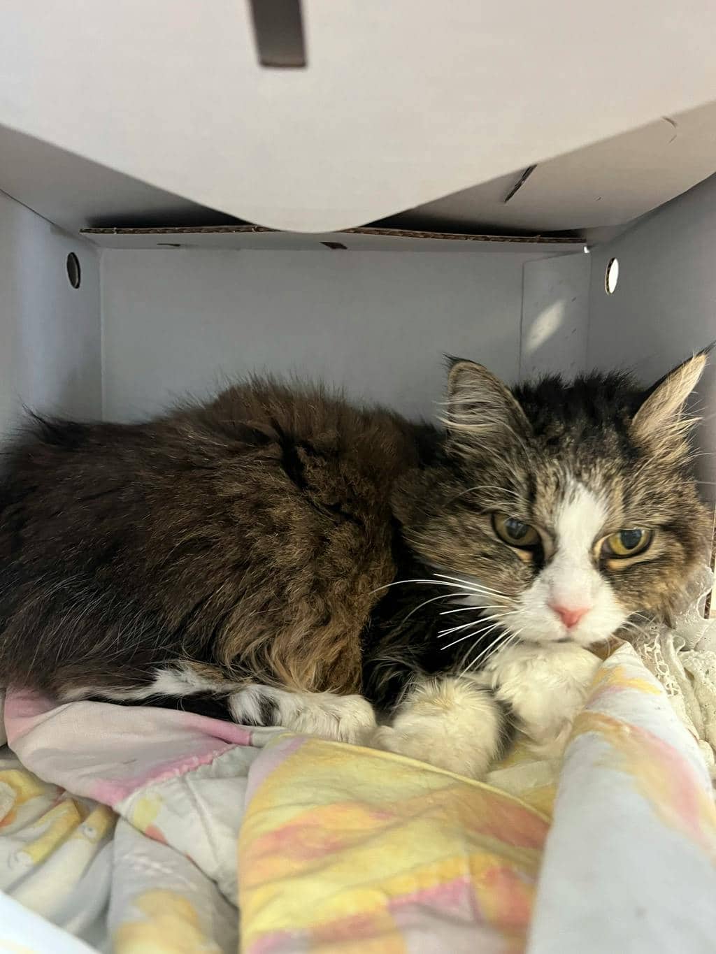 Missy (seneca) - Domestic Short Hair available for adoption