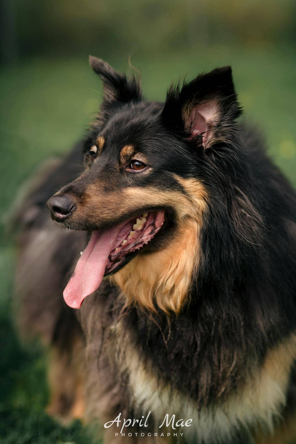 Max - Australian Shepherd available for adoption in Ontario