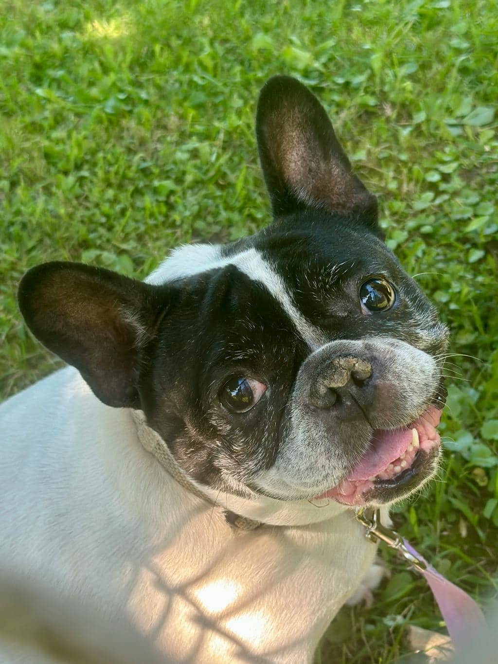 Oreo - French Bulldog available for adoption in Ontario