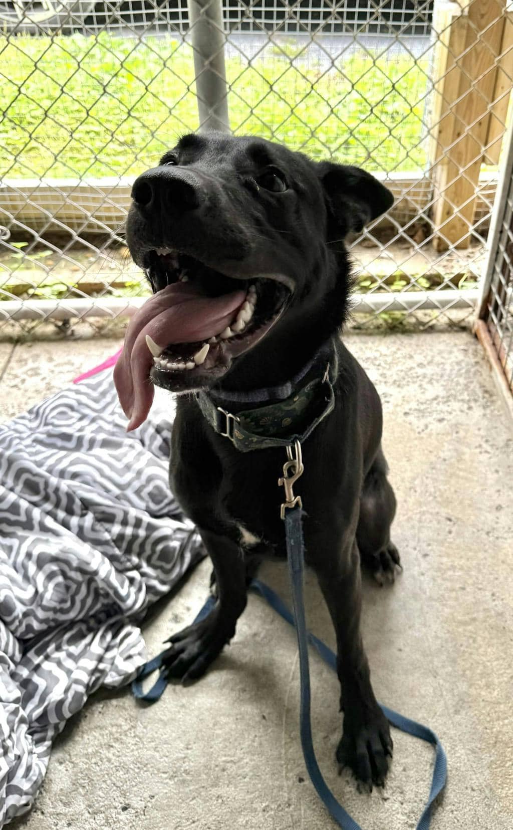 Toby - German Shepherd available for adoption at Ontario SPCA (Ottawa Area) in Ottawa