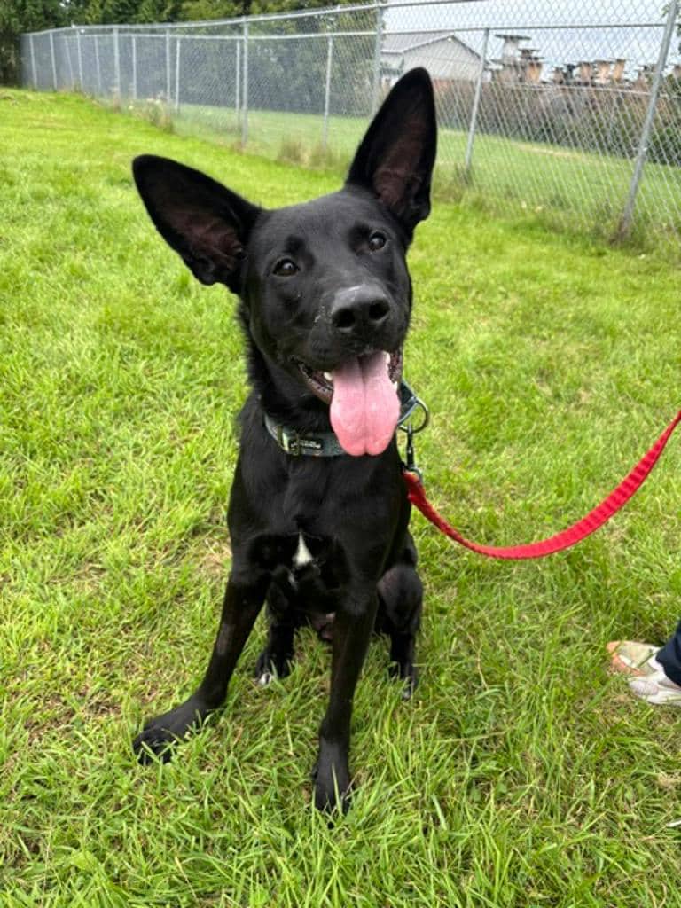 Toby - German Shepherd available for adoption