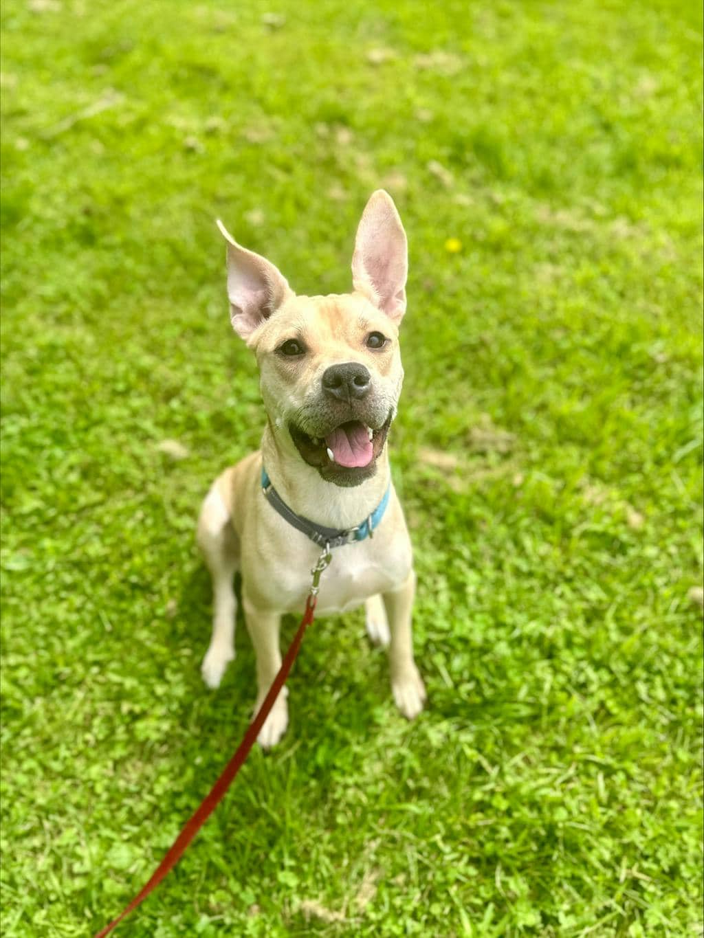 Saffron - Labrador available for adoption at Ontario SPCA (Ottawa Area) in Ottawa