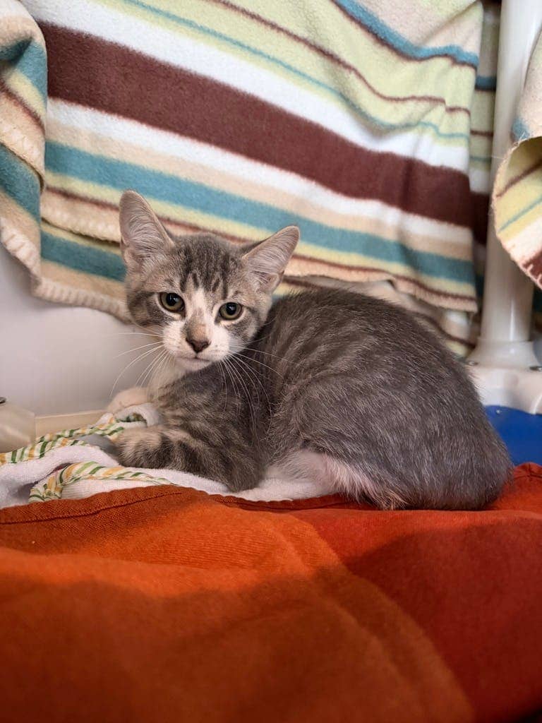 Frank - Domestic Short Hair cat available for adoption at Ontario SPCA (Central Ontario) in Orillia