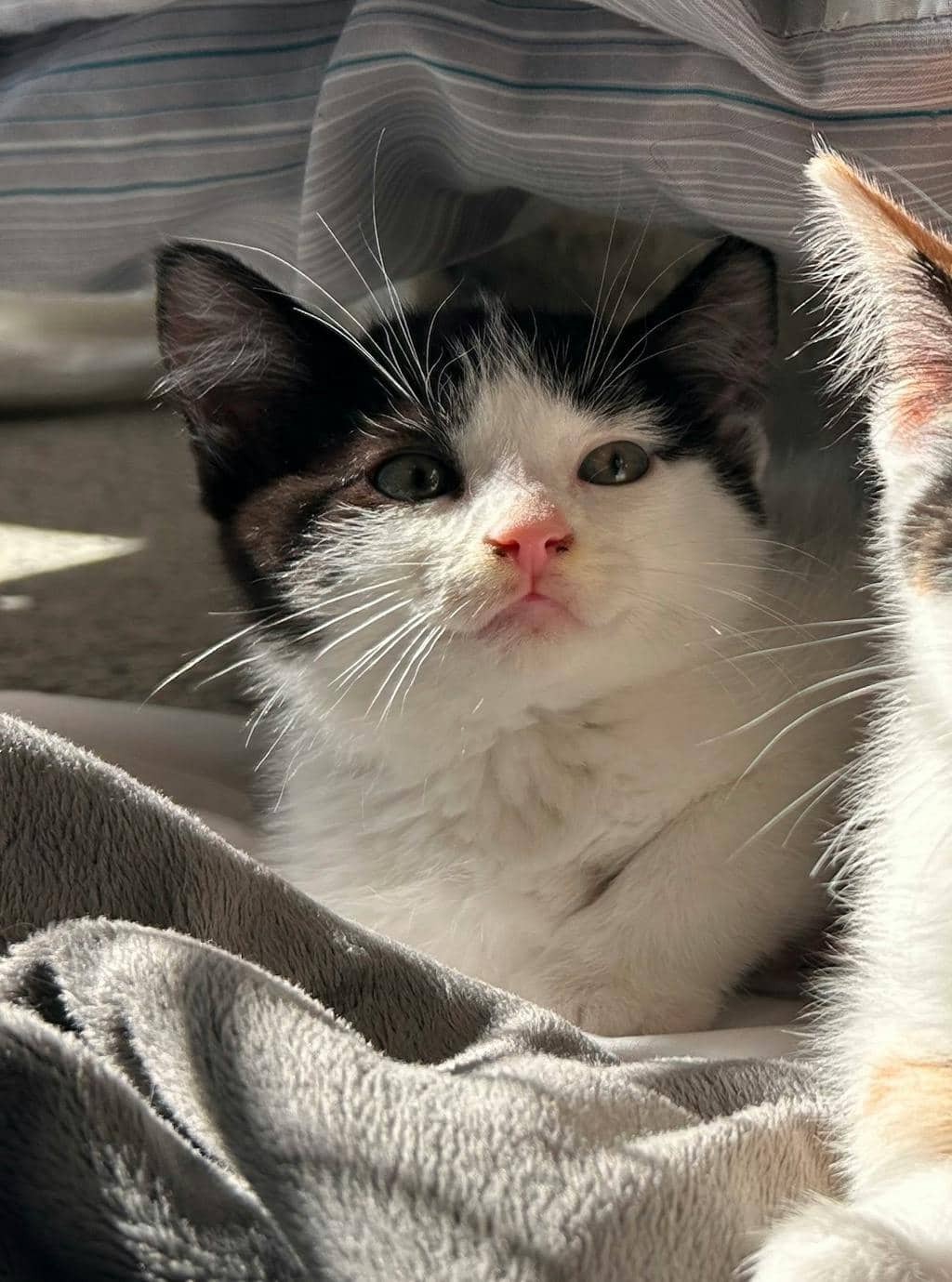 Cider - Domestic Short Hair available for adoption