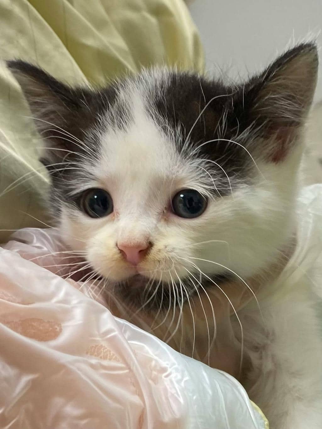 Toddy - Domestic Short Hair available for adoption