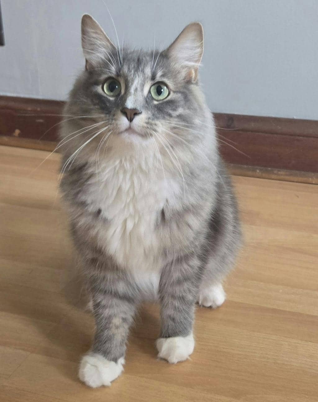 Theodore - Domestic Longhair cat available for adoption in Ontario