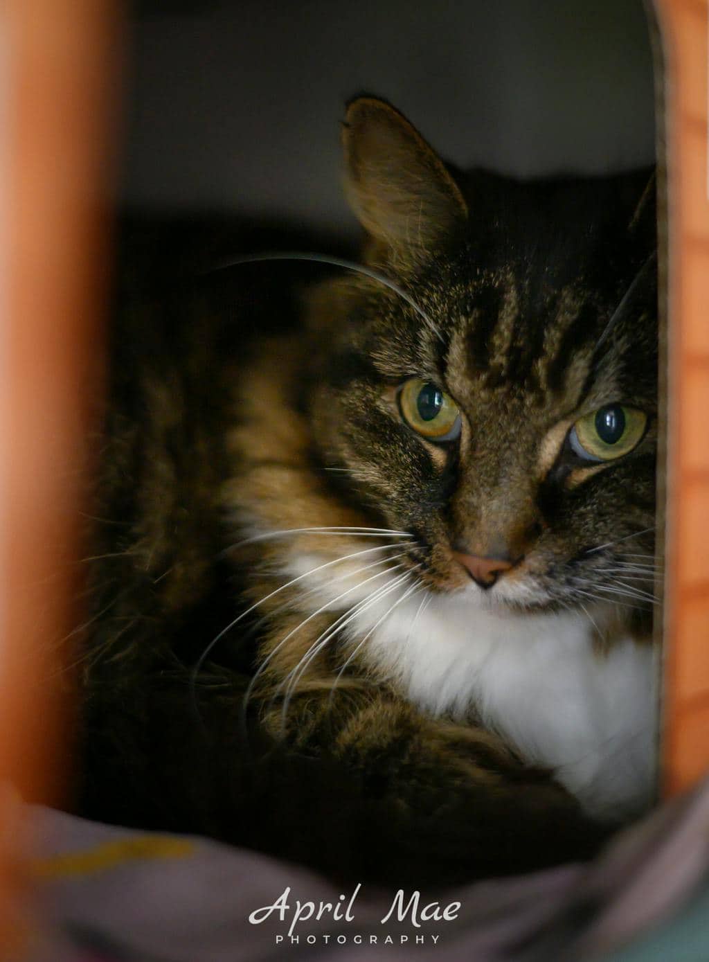 Carly - Domestic Medium Hair available for adoption