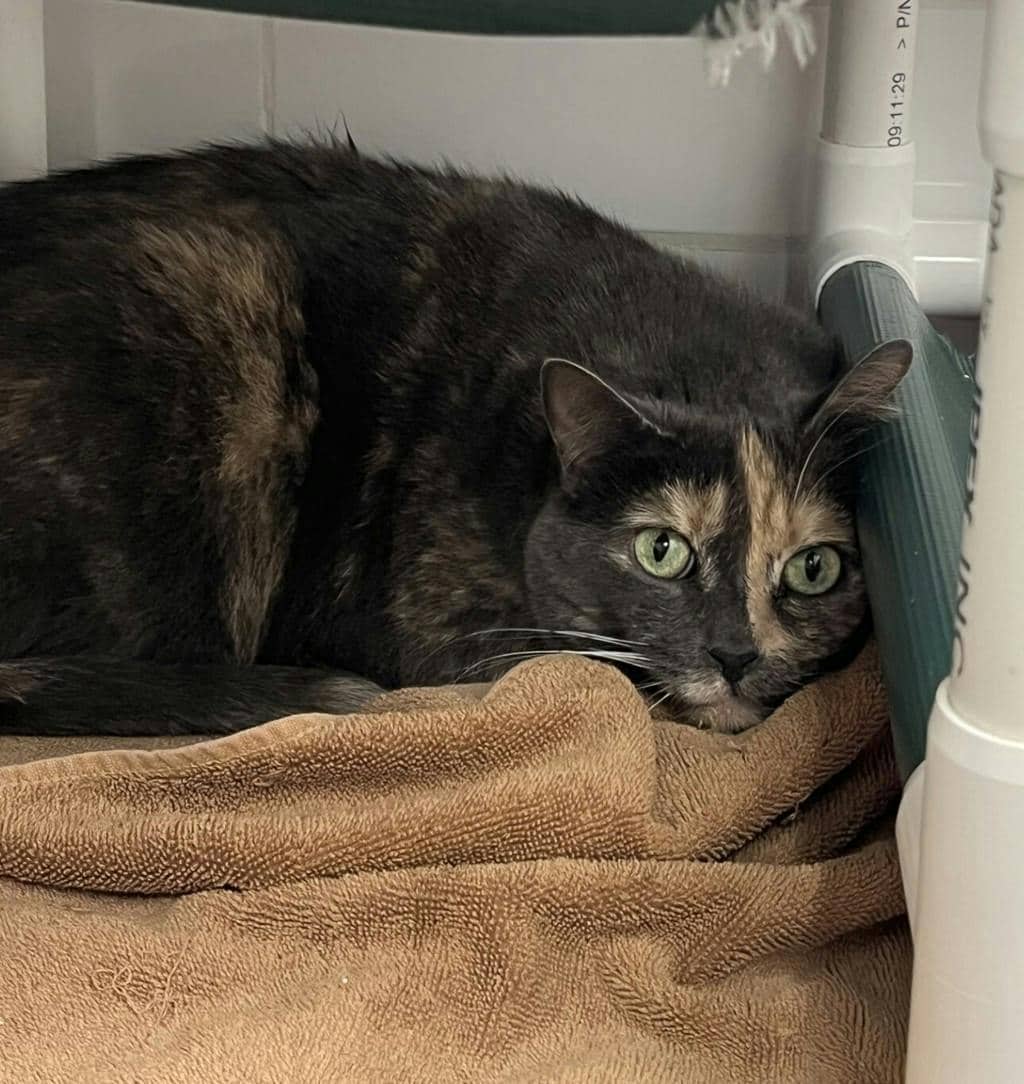 Crystal - Domestic Short Hair available for adoption