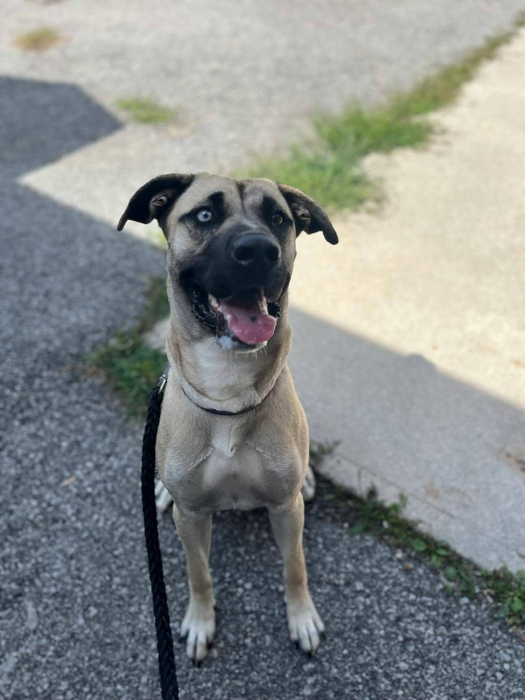 Dove - Cur, Black-Mouth available for adoption at Ontario SPCA (Central Ontario) in Barrie