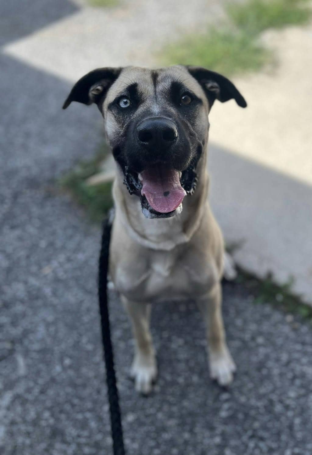 Dove - Cur, Black-Mouth available for adoption
