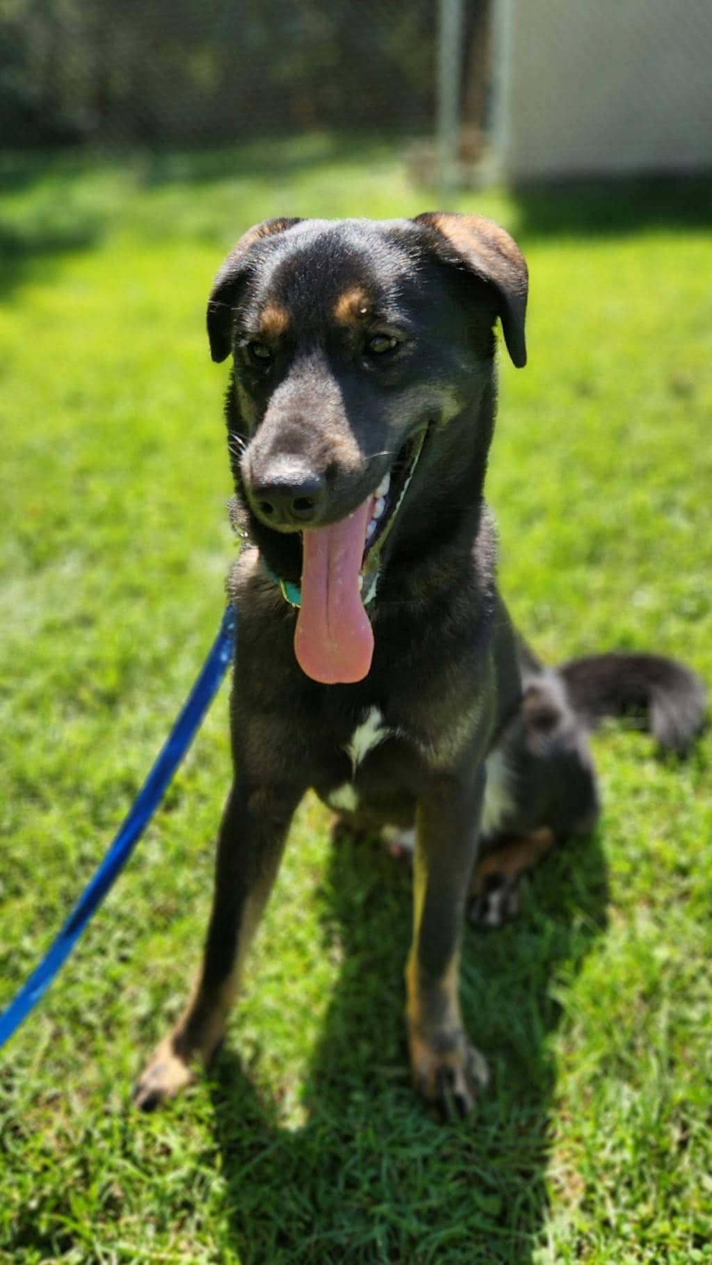 Chance - German Shepherd available for adoption in Ontario