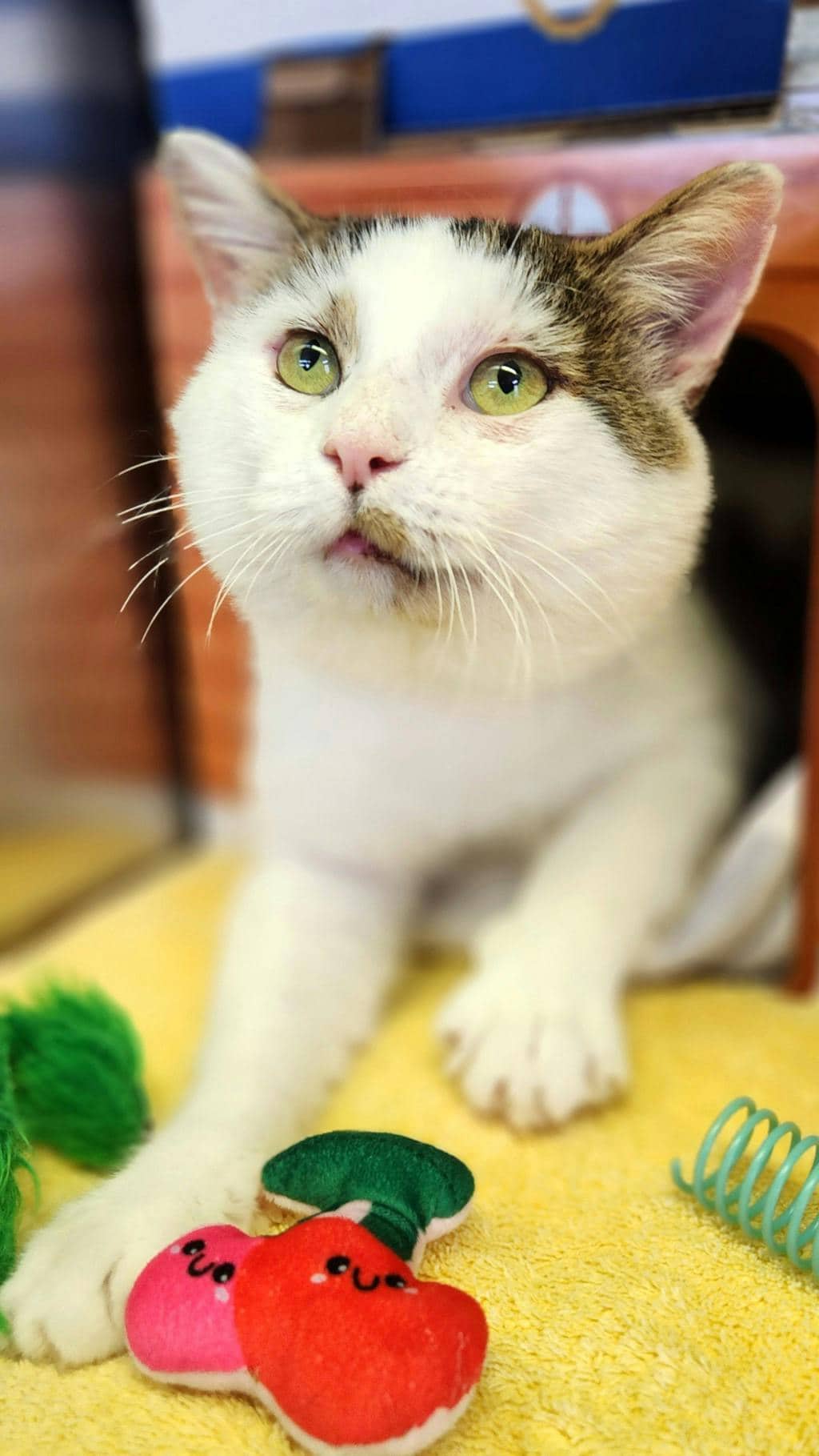 Oswald - Domestic Short Hair available for adoption