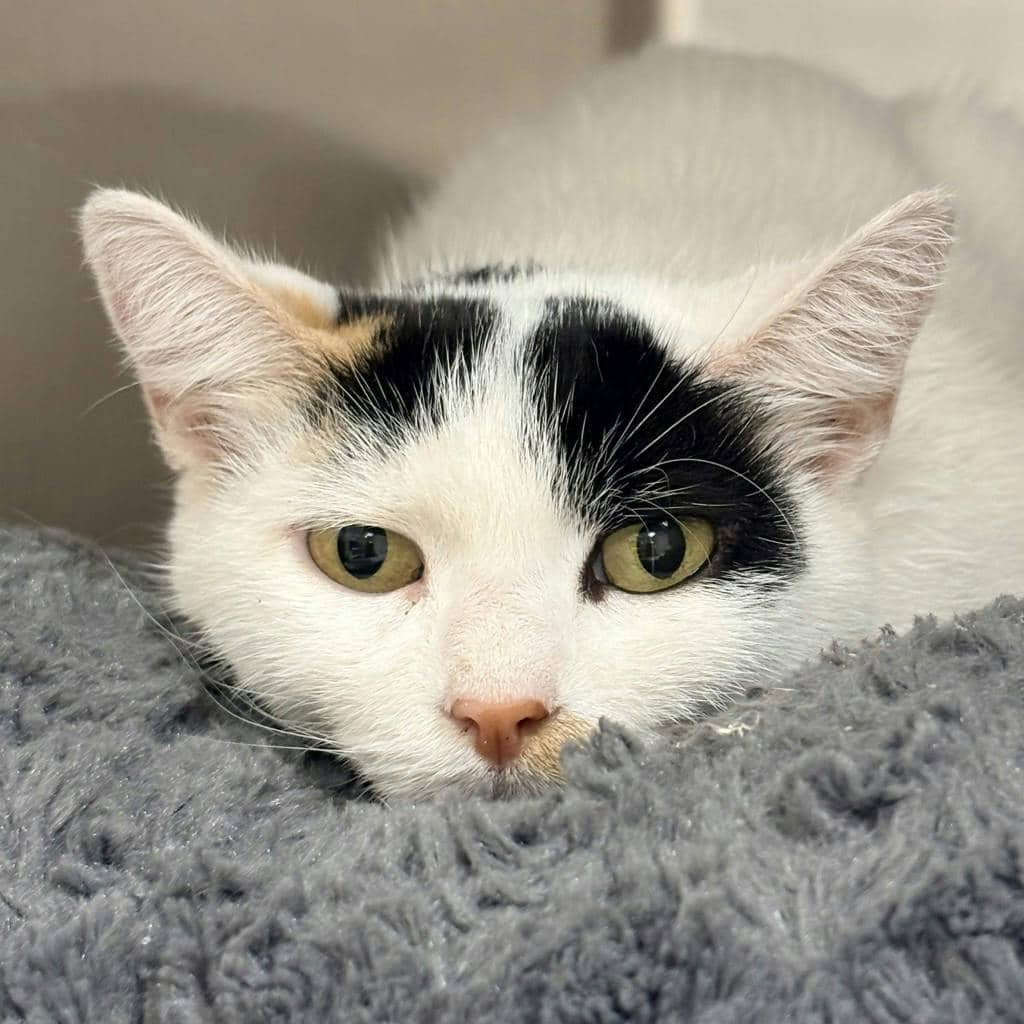 Dolly - Domestic Short Hair cat available for adoption at Ontario SPCA (Central Ontario) in Bracebridge