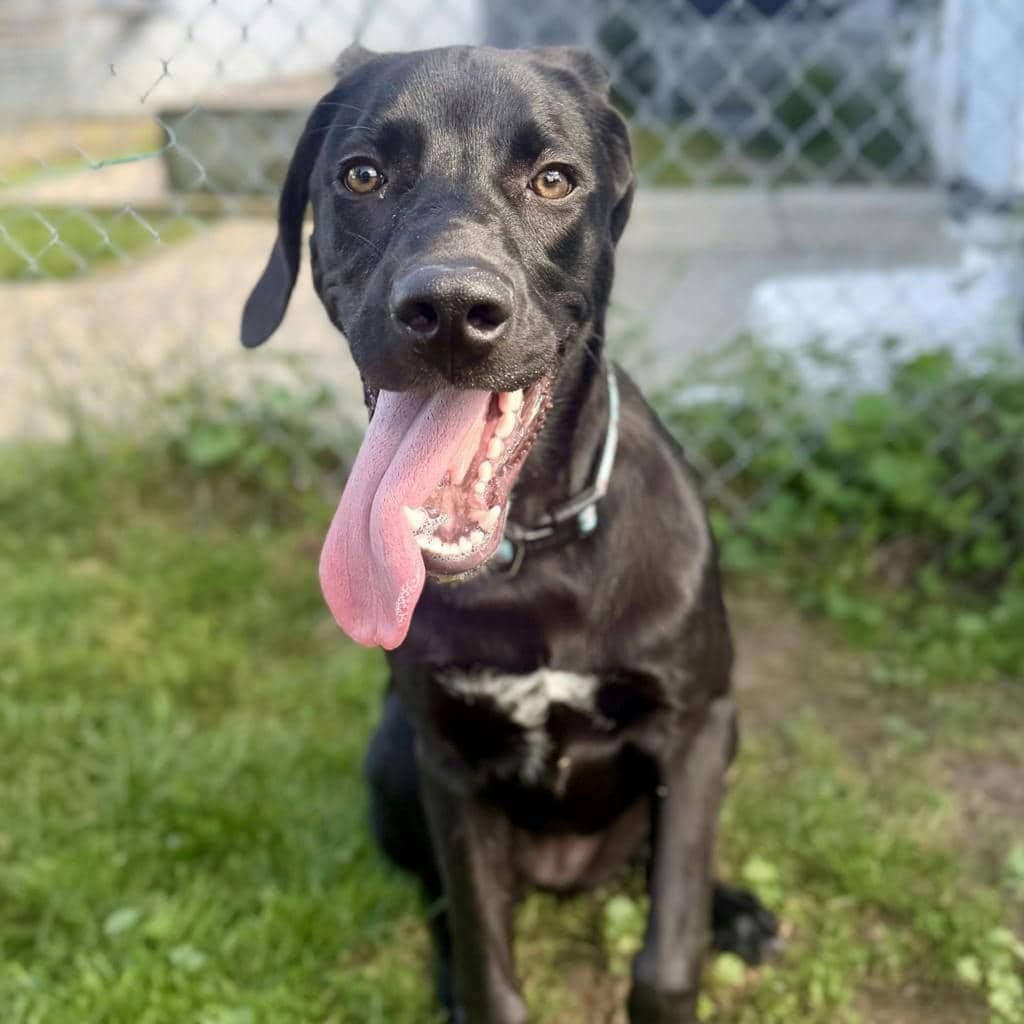 Blackberry - Labrador available for adoption at Ontario SPCA (Ottawa Area) in Ottawa