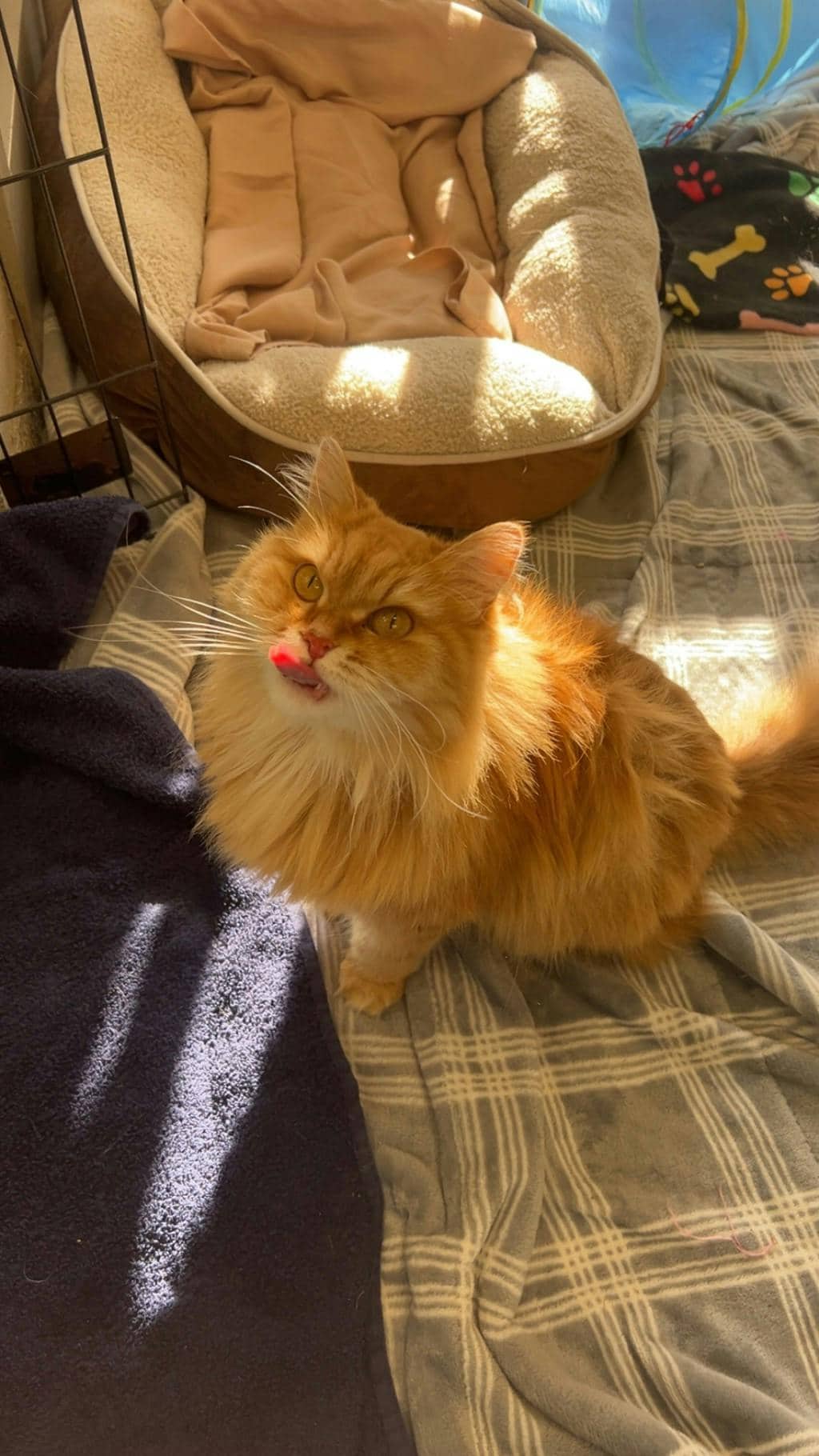 Pumpkin - Domestic Longhair available for adoption