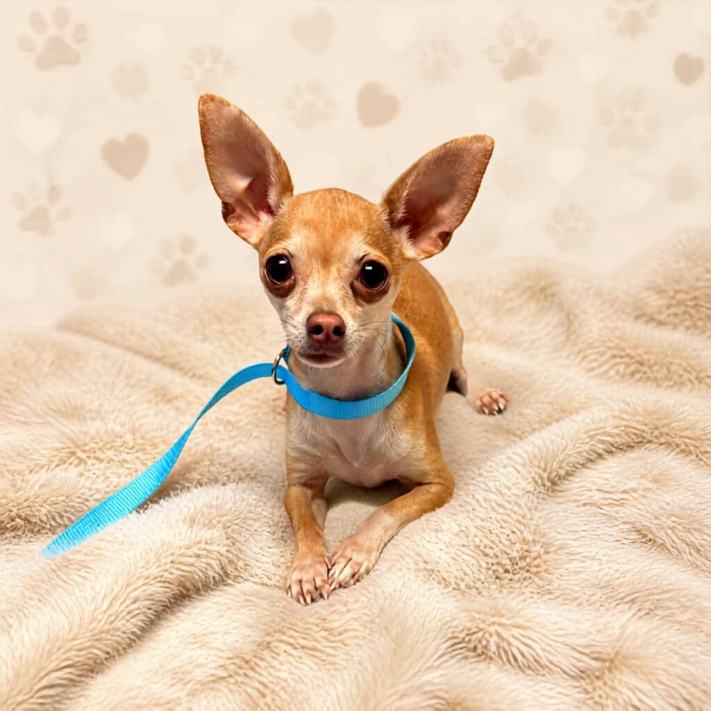 Hector - Chihuahua available for adoption