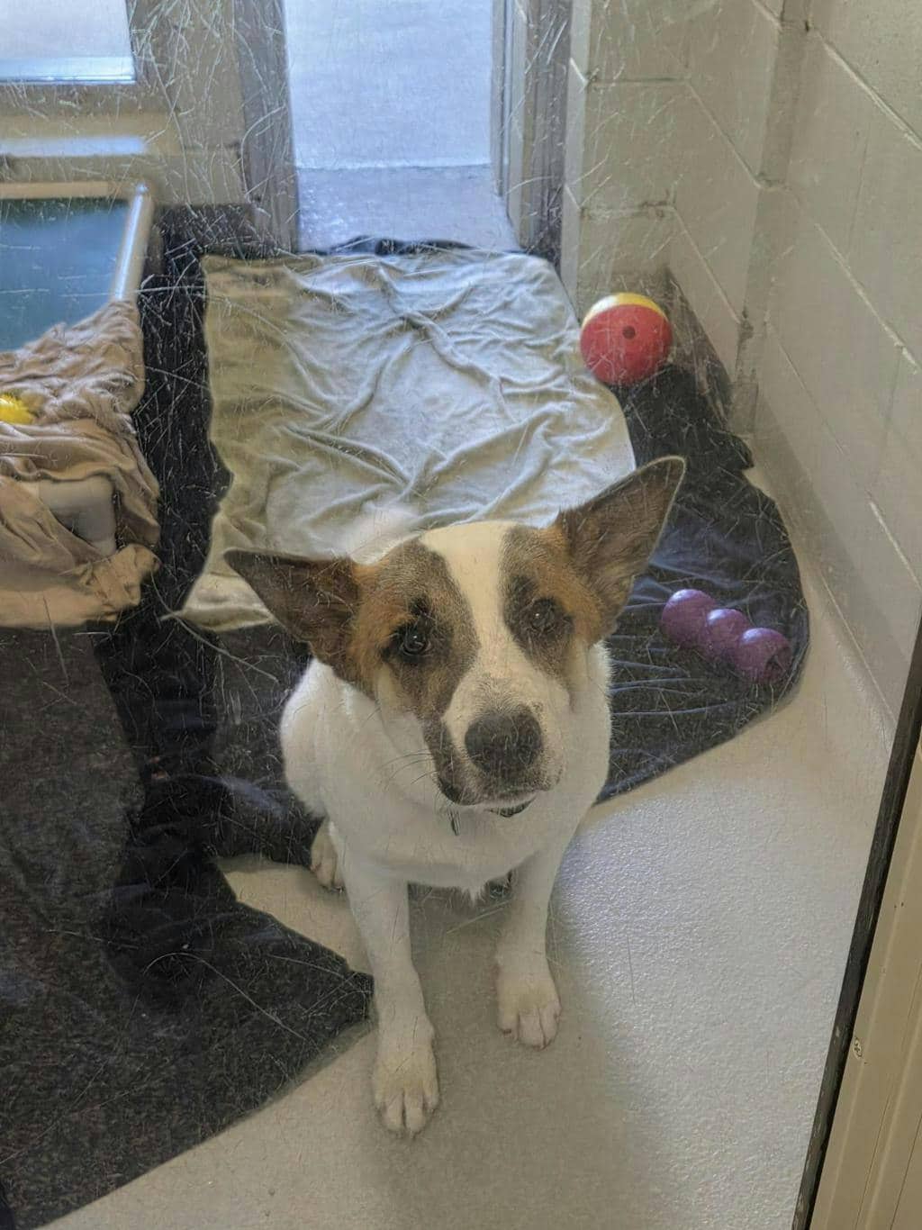 Bandit - Blue Heeler available for adoption at Ontario SPCA (Central Ontario) in Midland